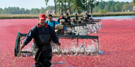 Trabajadores agrícolas trabajando durante la temporada de cosecha en New Jersey.